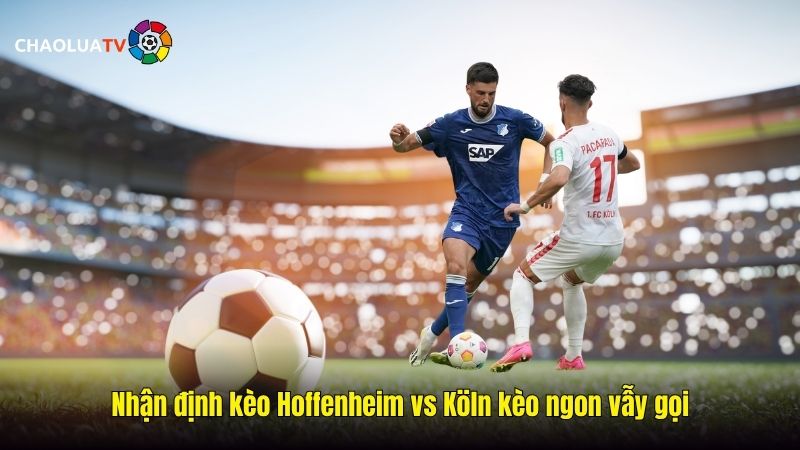 Nhận định kèo Hoffenheim vs Köln 01:30 04/10: Chủ nhà có lợi thế 2 Nhận định kèo Hoffenheim vs Köln kèo ngon vẫy gọi